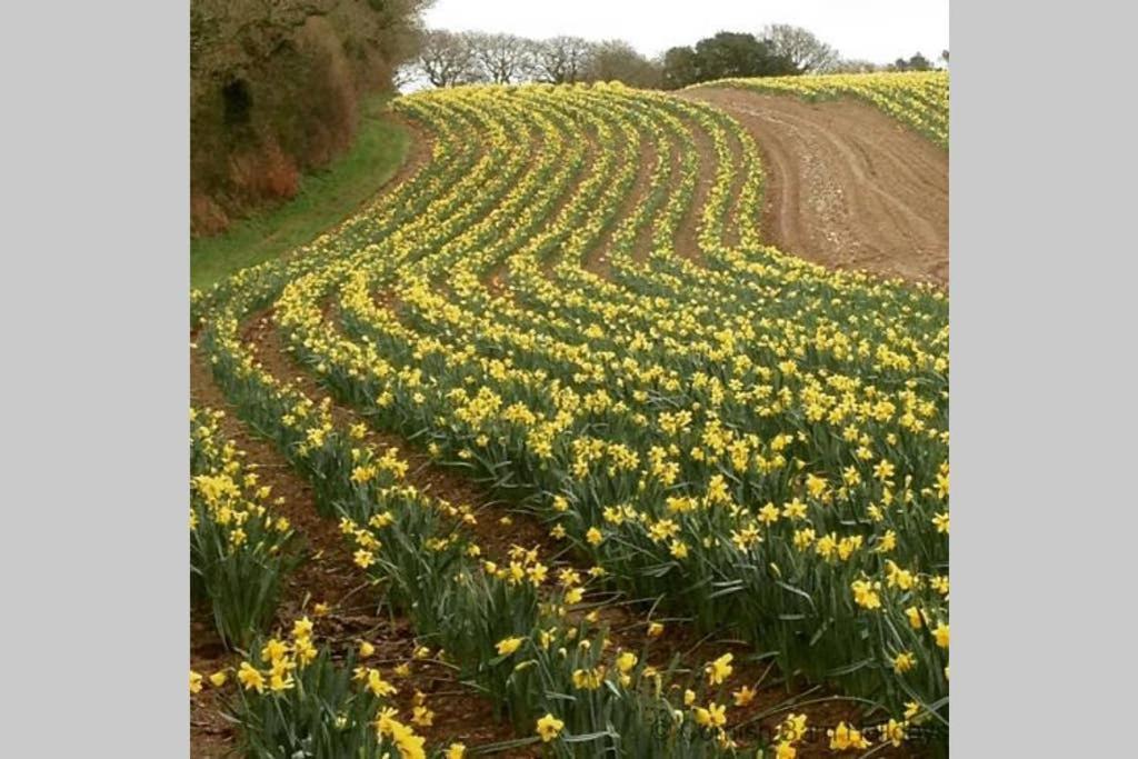 The Snug At Cornish Barn Holidays ทรูโร ภายนอก รูปภาพ